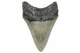 Serrated, Fossil Megalodon Tooth - North Carolina #272869-1